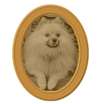 photo d'un petit chien - loulou de pomérannie - dans un cadre oval